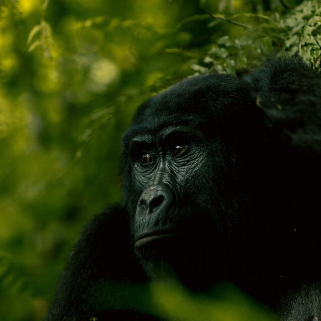 Bwindi Impenetrable National Park: The Ancient Mist