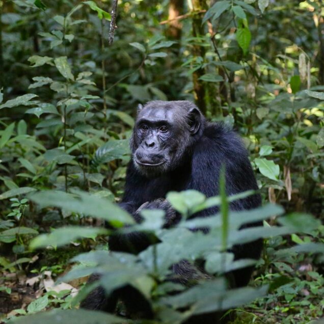Kibale National Park: The Primate Capital