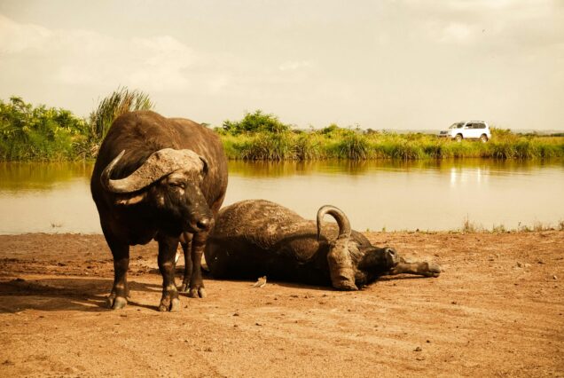 Tour Northern Uganda