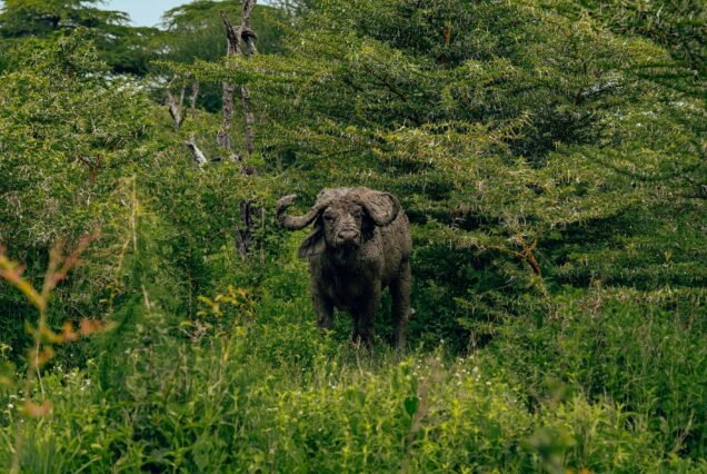 9 Day Gorilla Trekking Safari