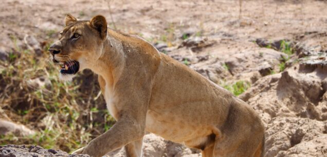 Queen Elizabeth National Park