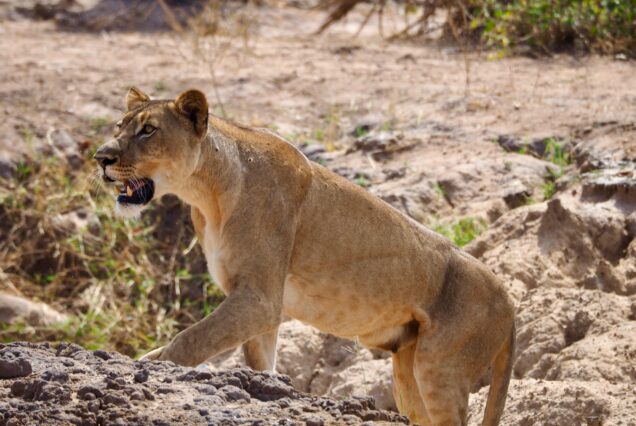 Lion Tracking Safari