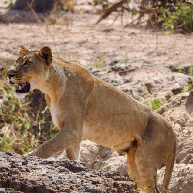 Queen Elizabeth National Park