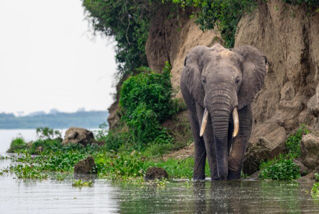 8 DAYS UGANDA WILDLIFE SAFARI