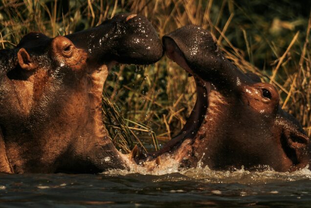 2 Days, one night Safari
