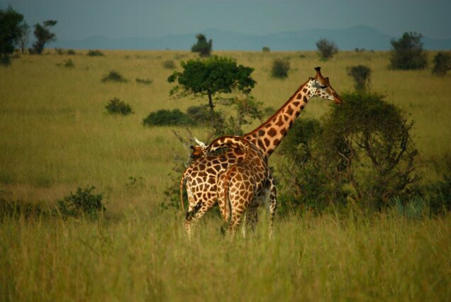 2 Day Safari