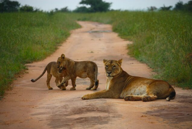 1 Day safari in Uganda
