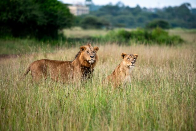 Safari to Queen Elizabeth National Park