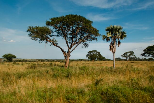 Western Uganda Safari